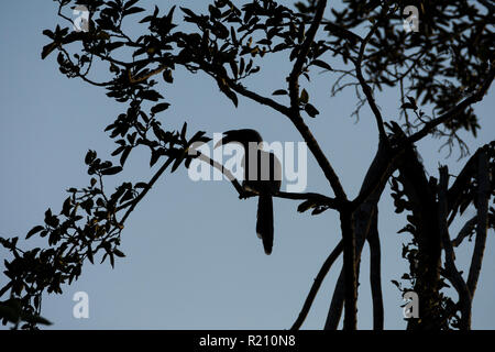 Silhouette di un indiano hornbill grigio (Ocyceros birostris) al polo foresta, Gujarat, India. Foto Stock