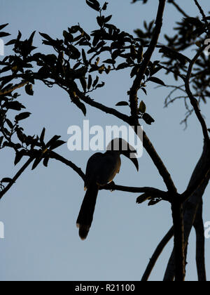 Silhouette di un indiano hornbill grigio (Ocyceros birostris) al polo foresta, Gujarat, India. Foto Stock