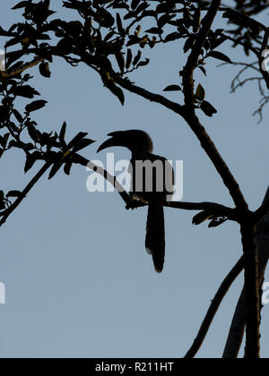 Silhouette di un indiano hornbill grigio (Ocyceros birostris) al polo foresta, Gujarat, India. Foto Stock