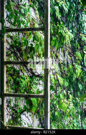 Vista della vecchia scala di metallo sullo sfondo di una pianta rampicante sul muro con foglie verdi. Foto Stock