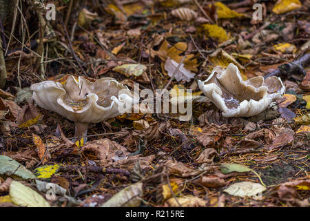 Funghi di Bosco nel sottobosco, grandi bordi ondulati a cappuccio marrone chiaro. Spia levetta marrone e bianco crema branchie. Raggomitolati i lati del coperchio mostrante le branchie. Foto Stock