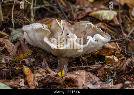 Funghi di Bosco nel sottobosco, grandi bordi ondulati a cappuccio marrone chiaro. Spia levetta marrone e bianco crema branchie. Raggomitolati i lati del coperchio mostrante le branchie. Foto Stock