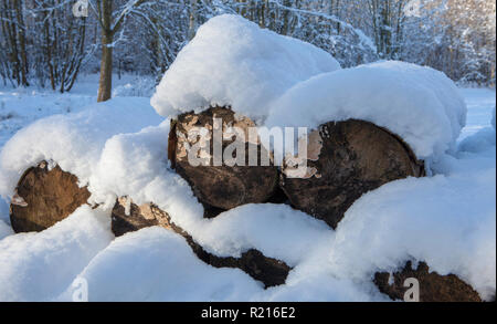 Pelo coperto di neve di tronchi in bosco Foto Stock