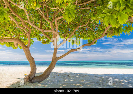 Divi divi in vista artistica. Foglie verdi fresche e rami con vista mare Foto Stock