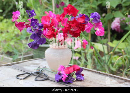 Lathyrus odoratus. Appena raccolto mazzetto di 'Spencer' pisello dolce fiori in vaso sul tavolo di legno nel giardino del Regno Unito. Foto Stock