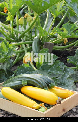 Cucurbita. Appena raccolto la zucchina 'Tutti macchia verde e giallo 'Soleil', REGNO UNITO Foto Stock