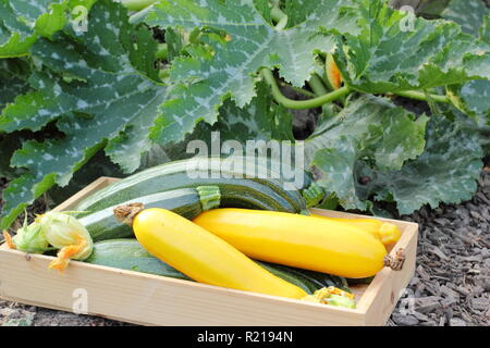 Cucurbita. Appena raccolto la zucchina 'Tutti macchia verde e giallo 'Soleil', REGNO UNITO Foto Stock