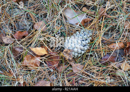 Un unico cono di pino giacente sul suolo della foresta circondato da diverse tonalità di marrone di foglie in una scena di autunno Foto Stock