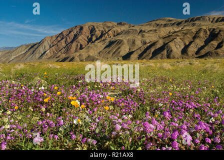 Sabbia verbenas, dune di enagra, deserto girasoli blooming, Henderson Canyon Rd, Borrego Valley, Anza Borrego Desert State Park, California, Stati Uniti d'America Foto Stock