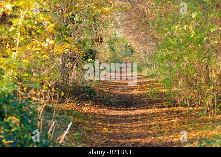 Un bellissimo sentiero boschivo in Swillington, Leeds. Foto Stock