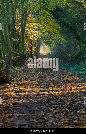 Un bellissimo sentiero boschivo in Swillington, Leeds. Foto Stock