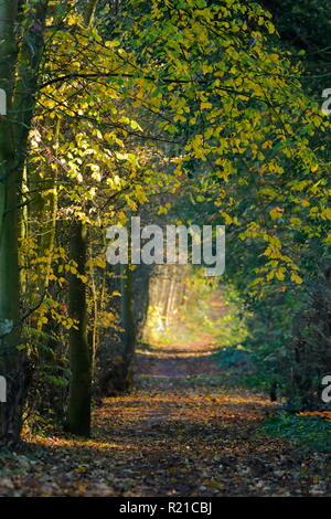 Un bellissimo sentiero boschivo in Swillington, Leeds. Foto Stock