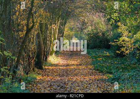 Un bellissimo sentiero boschivo in Swillington, Leeds. Foto Stock