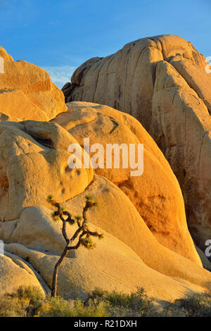 Deserto Mojave vicino al tramonto, con alberi di Joshua e serbatoio bianco granito, Joshua Tree National Park, California, Stati Uniti d'America Foto Stock