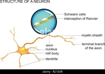 Illustrazione vettoriale della cellula nervosa struttura, neurone Illustrazione Vettoriale