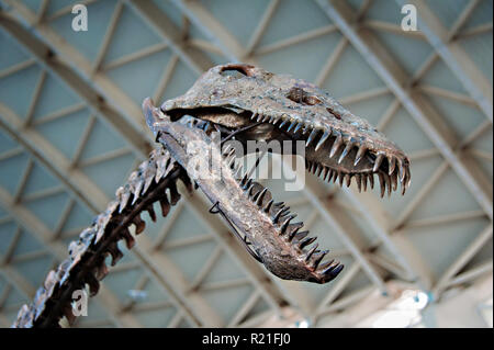 Una dimensione di vita scheletro di dinosauro presso il Museo della Scienza presso le arti delle scienze, Valencia, Spagna. Foto Stock