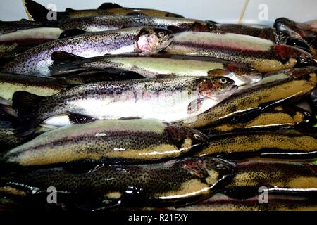 Trota- Mercato di Huaraz. Dipartimento di Ancash.PERÙ Foto Stock