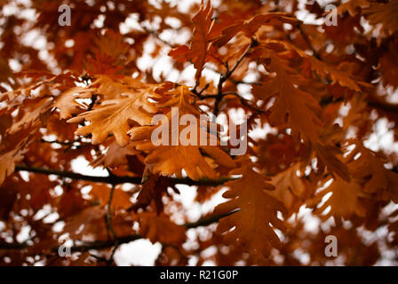 Close up rosso marrone le foglie in autunno Foto Stock
