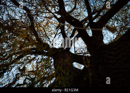 Un grande albero con foglie colorate in autunno da sotto Foto Stock