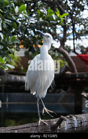 Oceanografo ibis bird e natura tropicale presso la Città delle Arti e delle Scienze di Valencia, Spagna. Foto Stock