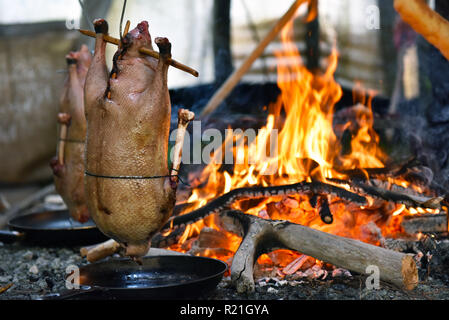 Oche selvatiche la cottura a fuoco , comunità indigena , Northern Quebec Foto Stock