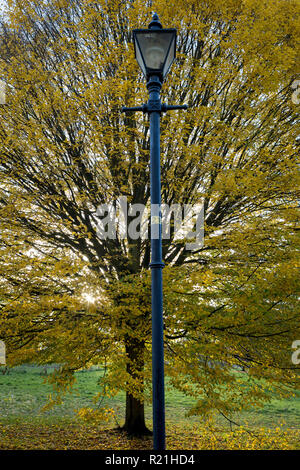 Un autunno di albero e Edwardian lampada posta in Ruskin Park, il 12 novembre 2018, a Southwark, Londra, Inghilterra. Foto Stock