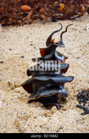 Uova di squalo - Porta Jackson squalo, Heterodontus portusjacksoni uovo trovato sulla spiaggia, NSW, Australia Foto Stock