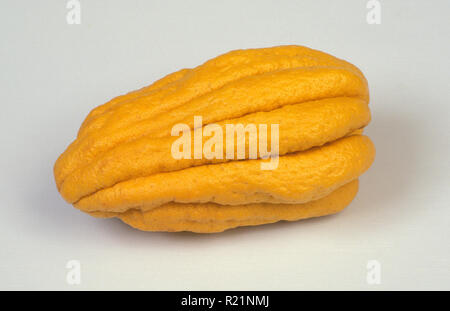 IMMAGINE IN STUDIO DI LIMONE A DITO 'MANO DI BUDDHA' (CITRUS MEDICA) CONOSCIUTO ANCHE COME MANO DI BUDDHA O LIMONI A DITO (RUTACEAE). Foto Stock