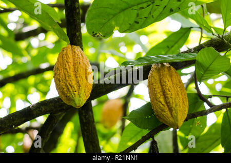 Mature cacao Cialde sulla struttura ad albero Foto Stock