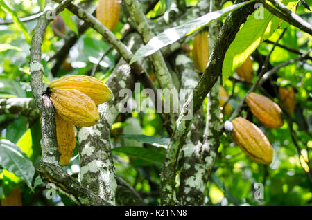 Mature cacao Cialde sulla struttura ad albero Foto Stock