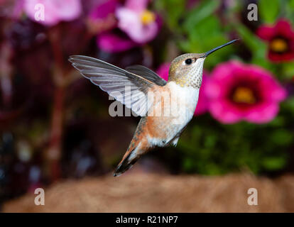 Femmina Rufous Hummingbird (Selasphorus rufus) in volo Foto Stock