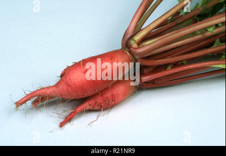 IMMAGINE IN STUDIO DI RAGGI "HONG LOH POH" DALLA PELLE ROSSA (RAPHANUS SATIVUS) SU SFONDO BIANCO. Foto Stock