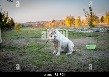 Cane di razza Alabai è in piedi sull'erba verde Foto Stock