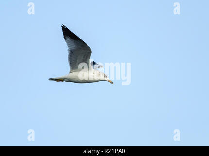 Anello-fatturati gabbiano (Larus delawarensis) in volo sopra il lago Chapala - Ajijic, Jalisco, Messico Foto Stock