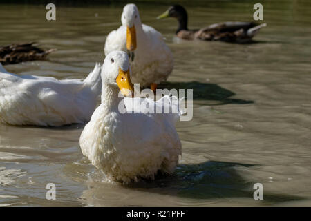 Bianco pesante Pekin anatre (Anas platyrhynchos domesticus) in piedi in acqua poco profonda Foto Stock