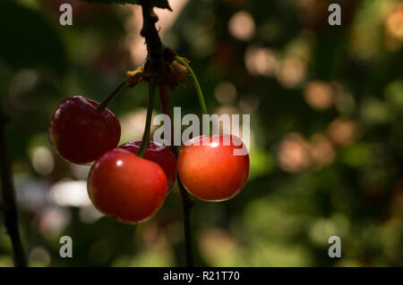 Cluster di quattro piccole ciliegie ancora appeso dalla struttura ad albero Foto Stock