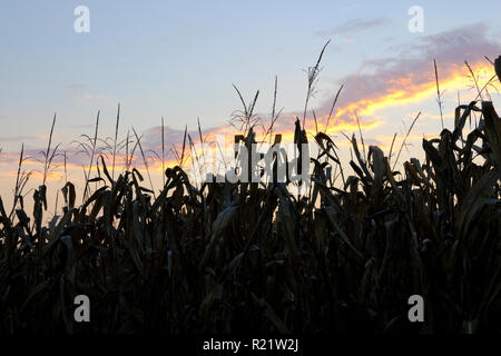 Le piante di mais contro il cielo di sera Foto Stock