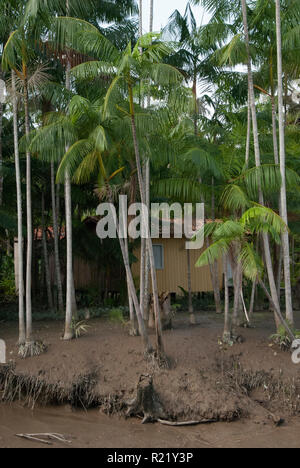 Acai (Euterpe oleracea) palms con frutta fresca a fianco di una piccola casa in legno, vicino a Belem sul Rio Guama, Brasile del Nord Foto Stock