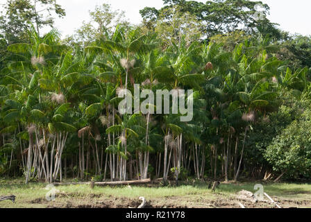 Grumi di acai (Euterpe oleracea) palms con frutta fresca la crescita su pannocchie, vicino a Belem sul Rio Guama, Brasile del Nord Foto Stock