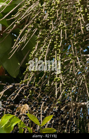 Acai (Euterpe oleracea) in bacche mature e frutti immaturi formare sulle orecchie di un acai Palm tree, vicino a Belem sul Rio Guama, Brasile del Nord Foto Stock