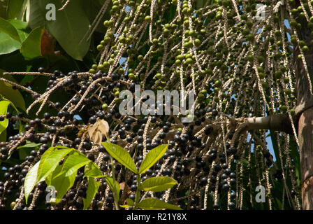 Acai (Euterpe oleracea) in bacche mature e frutti immaturi formare sulle orecchie di un acai Palm tree, vicino a Belem sul Rio Guama, Brasile del Nord Foto Stock