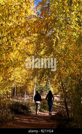 Passeggiata nella foresta di caduta, Telluride, Colorado Foto Stock