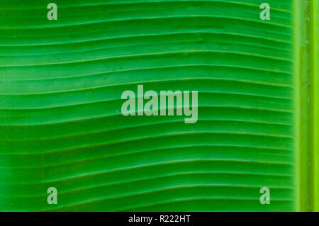 Verde foglia di banano texture Foto Stock