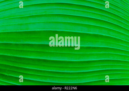 Verde foglia di banano texture Foto Stock