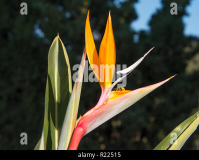 Wasp su uccello del paradiso fiore (Strelitzia retinae) a Kera Monastero, Iraklio, Creta, Grecia Foto Stock