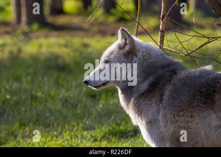 Lupo (Canis lupus), noto anche come il lupo grigio, legname Wolf, western wolf Foto Stock