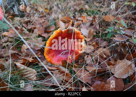 Fly agaric - amanita muscaria fungo, con il suo caratteristico cappuccio rosso e bianco spot velenosi in piena fioritura in autunno foresta in Germania. Foto Stock