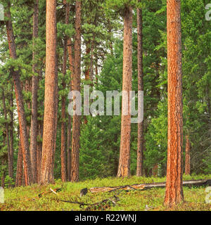 Tronchi di mature pine trees in the Swan Valley vicino a condon, montana Foto Stock