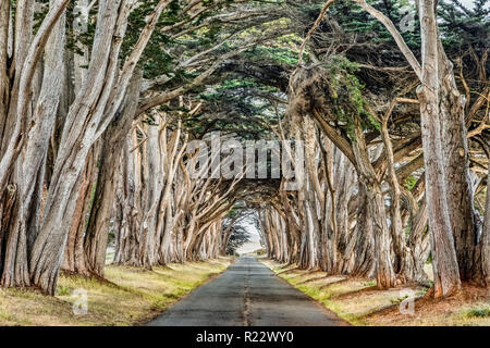 Piantate negli anni trenta del novecento, un tunnel di Monterey cipressi può essere trovato alla California's Point Reyes National Seashore. Foto Stock