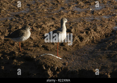 Un incredibile Spotted Redshank (Tringa erythropus) e un Redshank (Tringa totanus) in piedi sulla riva di un mare fangoso estuario dove esse sono state ricerca Foto Stock